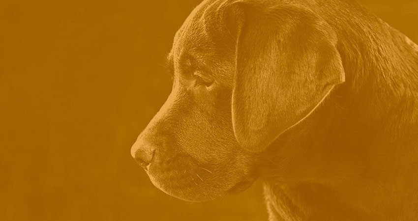 Fernanda Furlan Giotti: Abril Laranja; mês da prevenção da crueldade animal